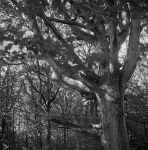 Victoria Hill in the Chêne Pommier, Parc de Maillebois